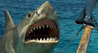 Ocean Defender - Brasil - Por que o tubarão do filme Jaws, não é